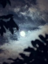 Sessiz Çiçek ve Alfalar - Episode 79