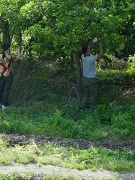 狂野小農民 - Episode 105