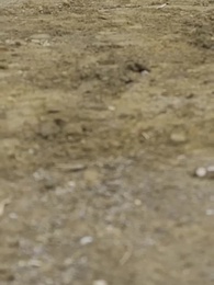 Campesino Salvaje - Episode 54