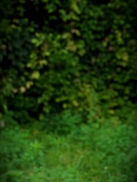 第13集 - 逍遙贅婿