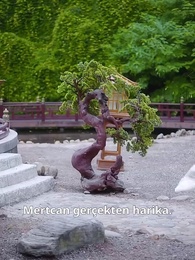 Bölüm 81 - Baharın İzinde