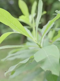 Sonsuz Sevgi ve Güç - Episode 62