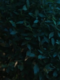 Episódio 26 - Renascimento: A Esposa do Padrinho