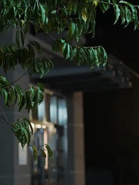 Love Sealed by Twins - Episode 63