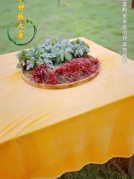 第41集 - 種菜十年，我無敵了