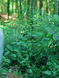 神子離塵入人間 - Episode 30