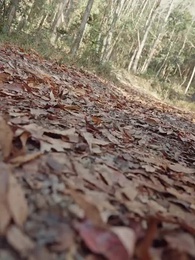 Tập 60 - Nhớ ơn Mẹ nơi Đại điện