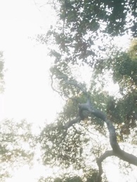 Bölüm 62 - İntikam İçin Yeniden Doğmak: İhanete Uğramış Luna