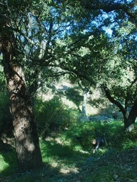 Bölüm 12 - İntikam İçin Yeniden Doğmak: İhanete Uğramış Luna