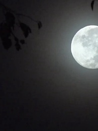 Daddy's Unexpected Triplet - Episode 10