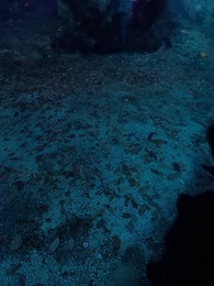 Don't Mess with a Celestial Heir - Episode 73