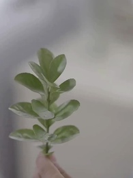 第71集 - 神龍贅婿