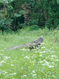 ตอนที่ 41 - รักท่ามกลางผืนป่า: ที่รักแสนดุร้าย