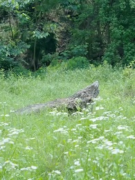 Episode 41 - Wilderness Love: Untamed Devotion