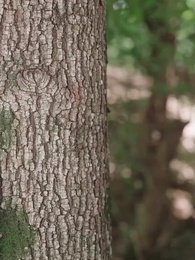 第17話 - 80年代ダーリンお世話日記～村の肉バンザイ計画～