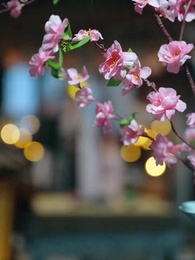 第24話 - 将軍邸での対決 古代人VS.現代人