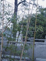 第85集 - 愛妳是人間妄想