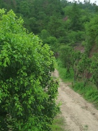 化作春泥更護花 - Episode 52