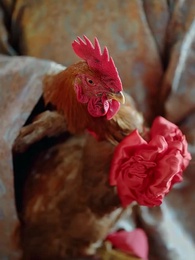 Vingança da Alma: Amor que Desafia o Destino - Episode 7