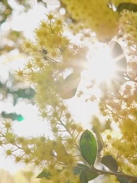 Quỳ dưới trăng trên phố mười dặm - Episode 14