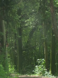 第56集 - 化作春泥更護花