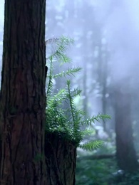 第1集 - 化作春泥更護花