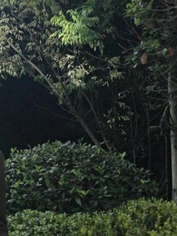 Episode 95 - The Ex-Wife's Game Masquerade of Hearts