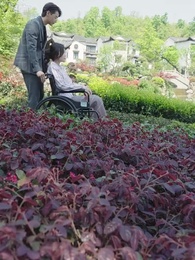 第81集 - 陸少的隱婚罪妻