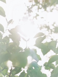 CEO Doente: Um Casamento Relâmpago - Episode 26