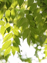 前塵誤，此生長 - Episode 39