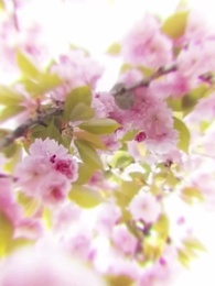 第4集 - 長相思，與君訣