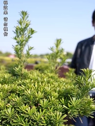 第103集 - 女總裁的極品保安