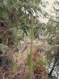 Episode 7 - Fürst Florian und Edeltraud