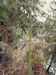 Il Cuore e la Corona - Episode 7