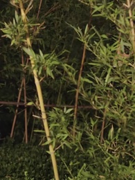 Boda relámpago con el CEO enfermo - Episode 54