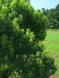 Always The Protector - Episode 2