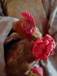 Dekapan Sang Rembulan - Episode 7