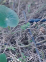 Kaçış Yok: Fetih Adası - Episode 21