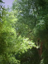 Thiếu Nữ Lụa Chín Tầng - Episode 28