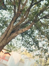 Rise of the Thunder God - Episode 75