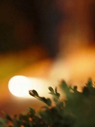 Tập 57 - Rồng Ẩn Mình Trong Thành Phố