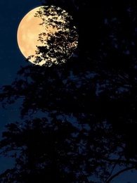 A Noble Endeavor - Episode 5