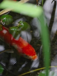 第1集 - 師父求我下山禍害九個絕色師姐