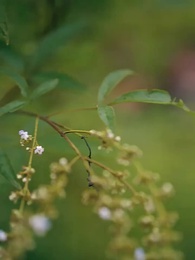 第12話 - 酔剣: 魔を探す記録