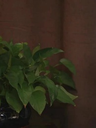 คุณเย่จอมเผด็จการ - Episode 88