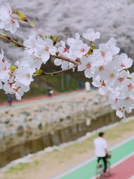 K-Idol invasion - Episode 30