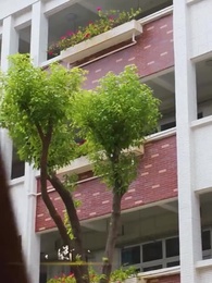 第79集 - 神醫佳婿