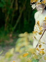 La Rinascita della Marchesa - Episode 60