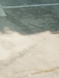 Episodio 33 - Mi compañera loba sin hogar