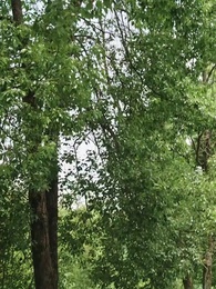 Episodio 52 - General Protector: La Venganza en Binmar